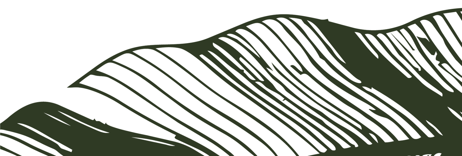 Detalhe folha